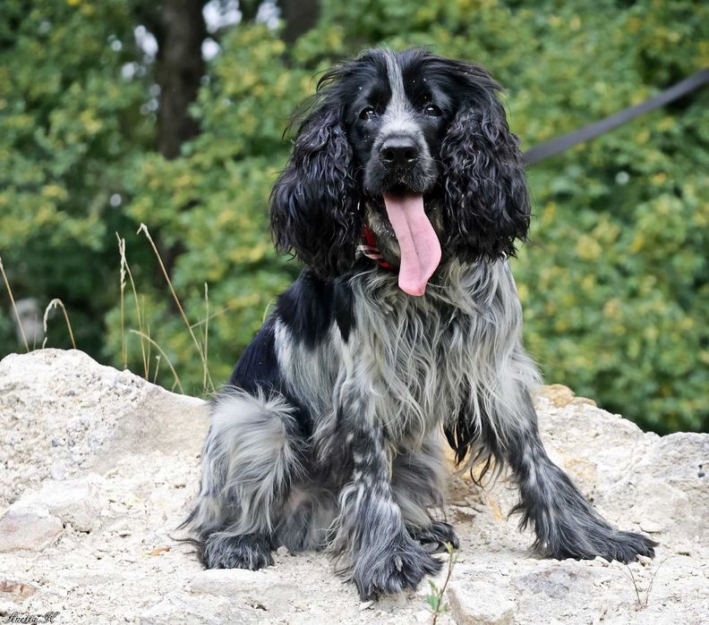 Wspaniały cocker spaniel do adopcji!