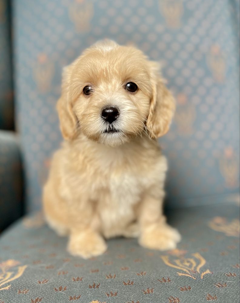 Maltipoo f1- dziewczynka