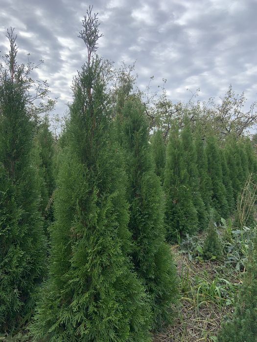 Туя Смарагд ,ялинка Коніка