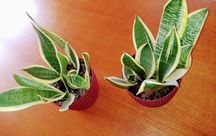 Sansevieria z paskami na brzegach