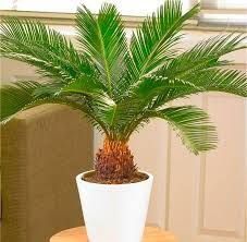 Саженцы  Цикаса  революта