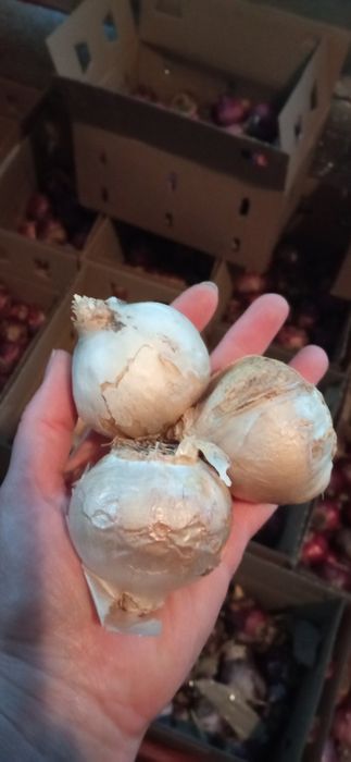 Луковицы Гиацинтов 2х размеров