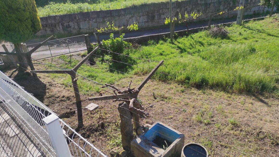 Postes para vinha