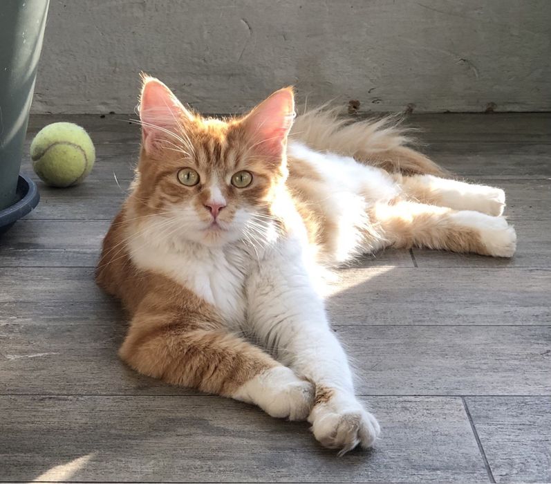 Потерялась/пропала кошка