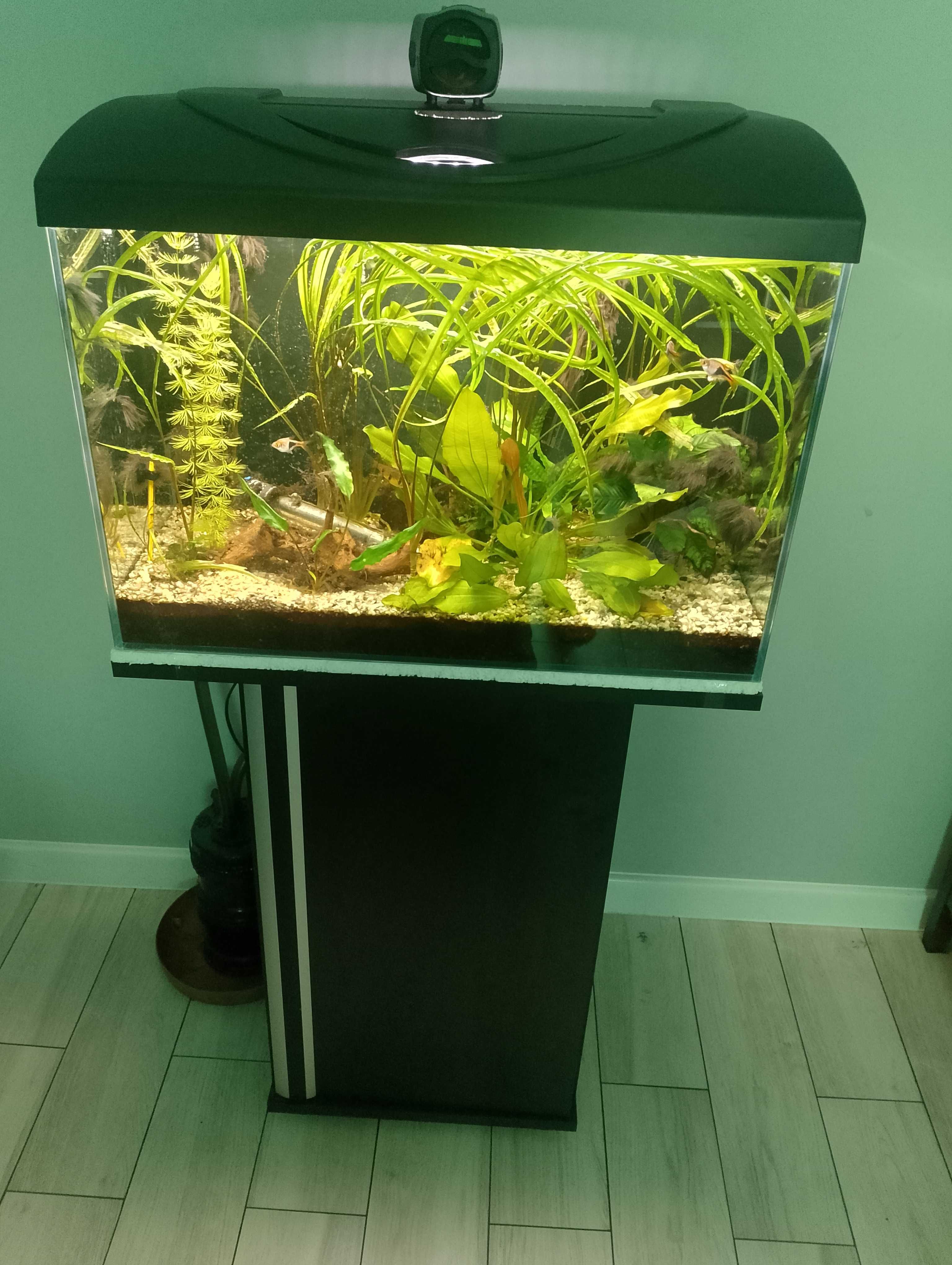 Sprzedam akwarium 60l + szafka