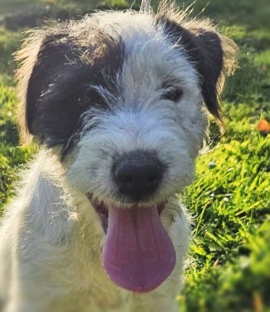 Parson Russell Terrier - piesek Tores