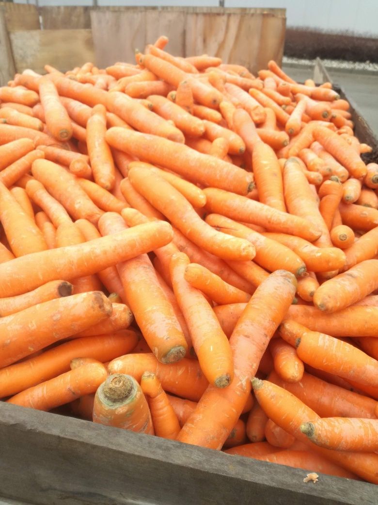 Marchewka 1zł kilogram