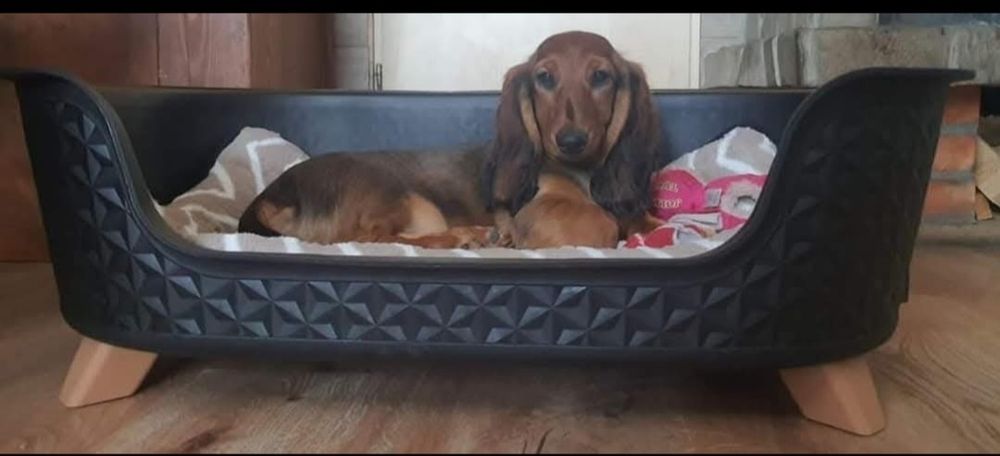 Jamnik długowłosy suczka standar