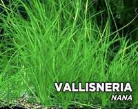 Vallisneria nana