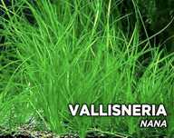 Vallisneria nana