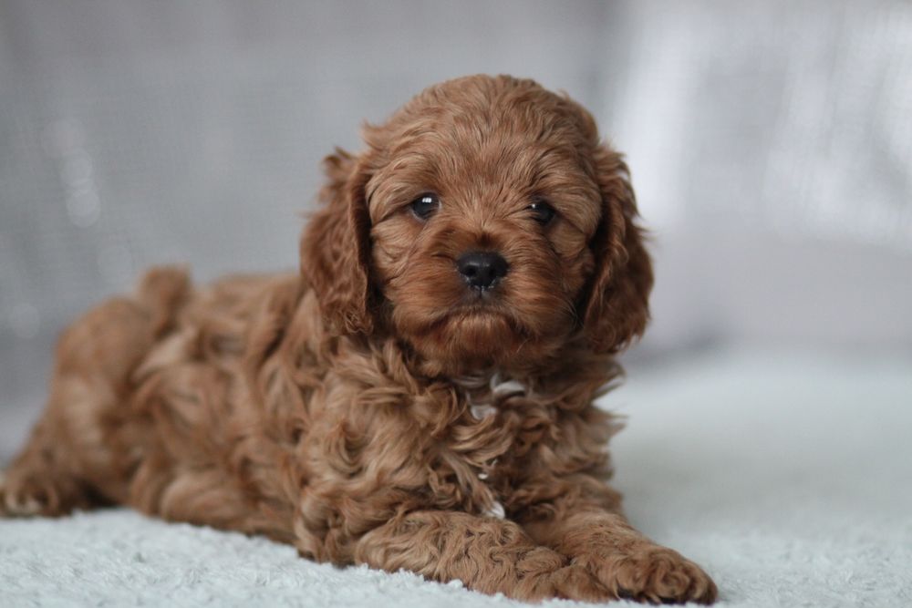 ***Śliczny Cavapoo**