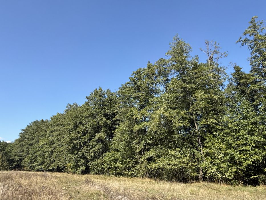 2 гектара з лісом з двох сторін дорога біля головної дороги на Київ