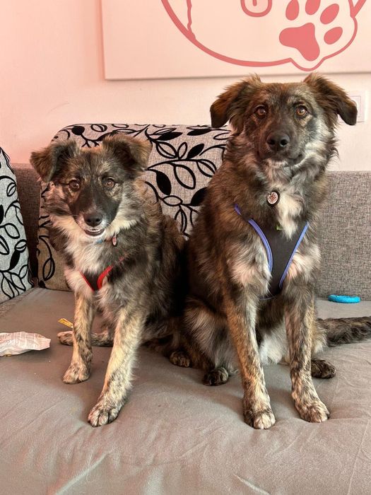 Wesoły duet do pokochania! Tessa i Bobi szukają domu