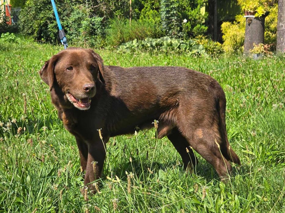 Atos - pies w typie labradora