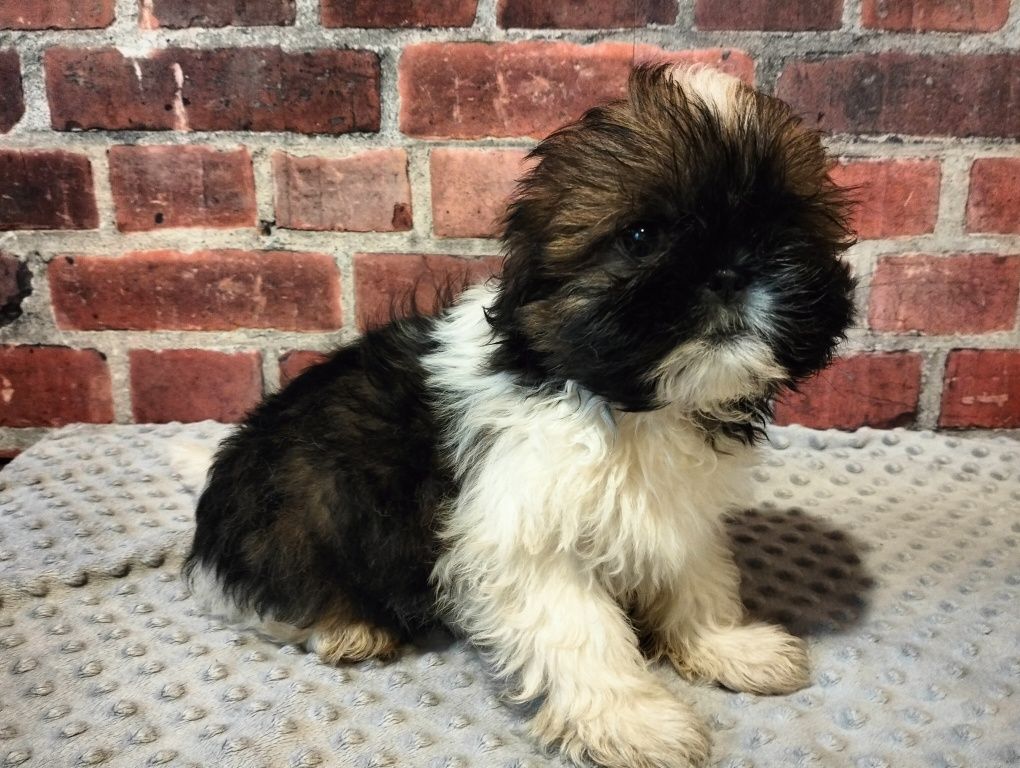 Cudowna suczka  shih-tzu MINIATURKA gotowy do odbioru