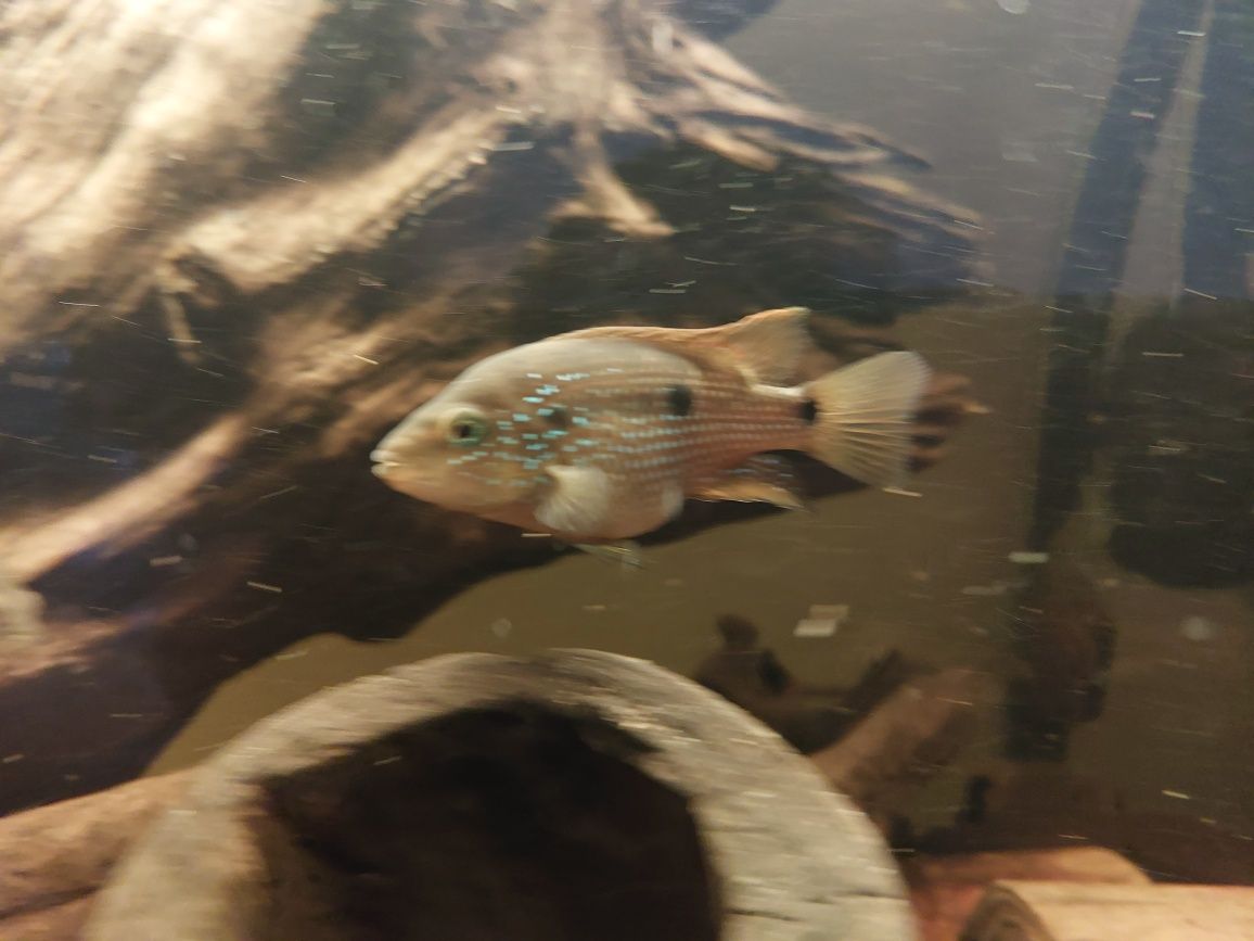 Pielęgnice Nandopsis istlanum 6cm