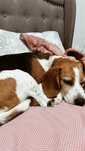 Cadela beagle para adocao