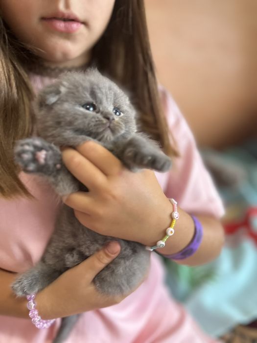 Британские котята