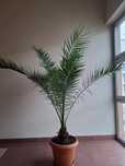 Palma Daktylowiec kanaryjski Phoenix canariensis