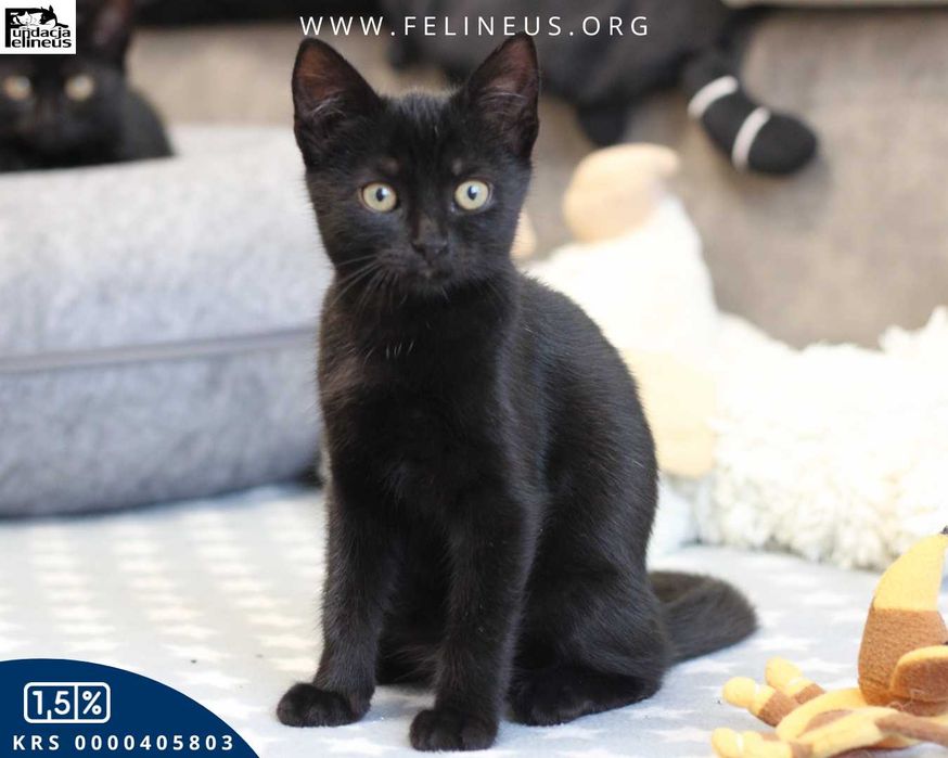 Ciekawski i towarzyski kociak czeka na dom