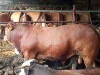 Byk hodowlany limousine 100% po inseminacji