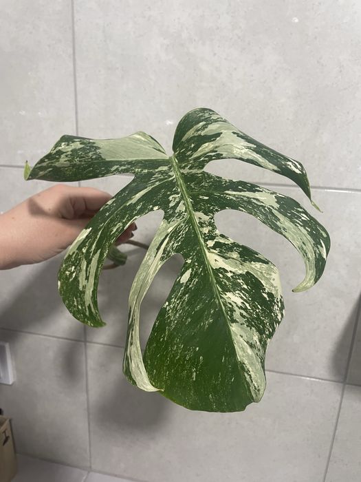 Монстера Аlbo white var, Тайське сузірʼя