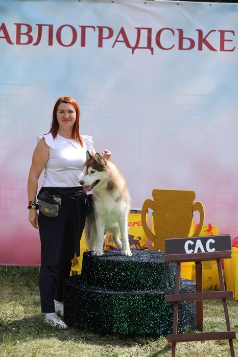 Сибірський хаскі,кобель з титулами