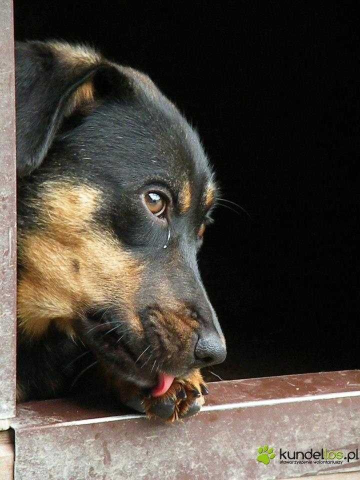 Malutka EDINA czeka na domek w schronisku