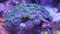 Zoanthus Joker koralowiec miękki