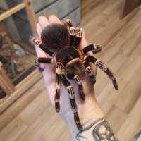 Самка огромного паука птицееда для новичков белоколенная геникулята