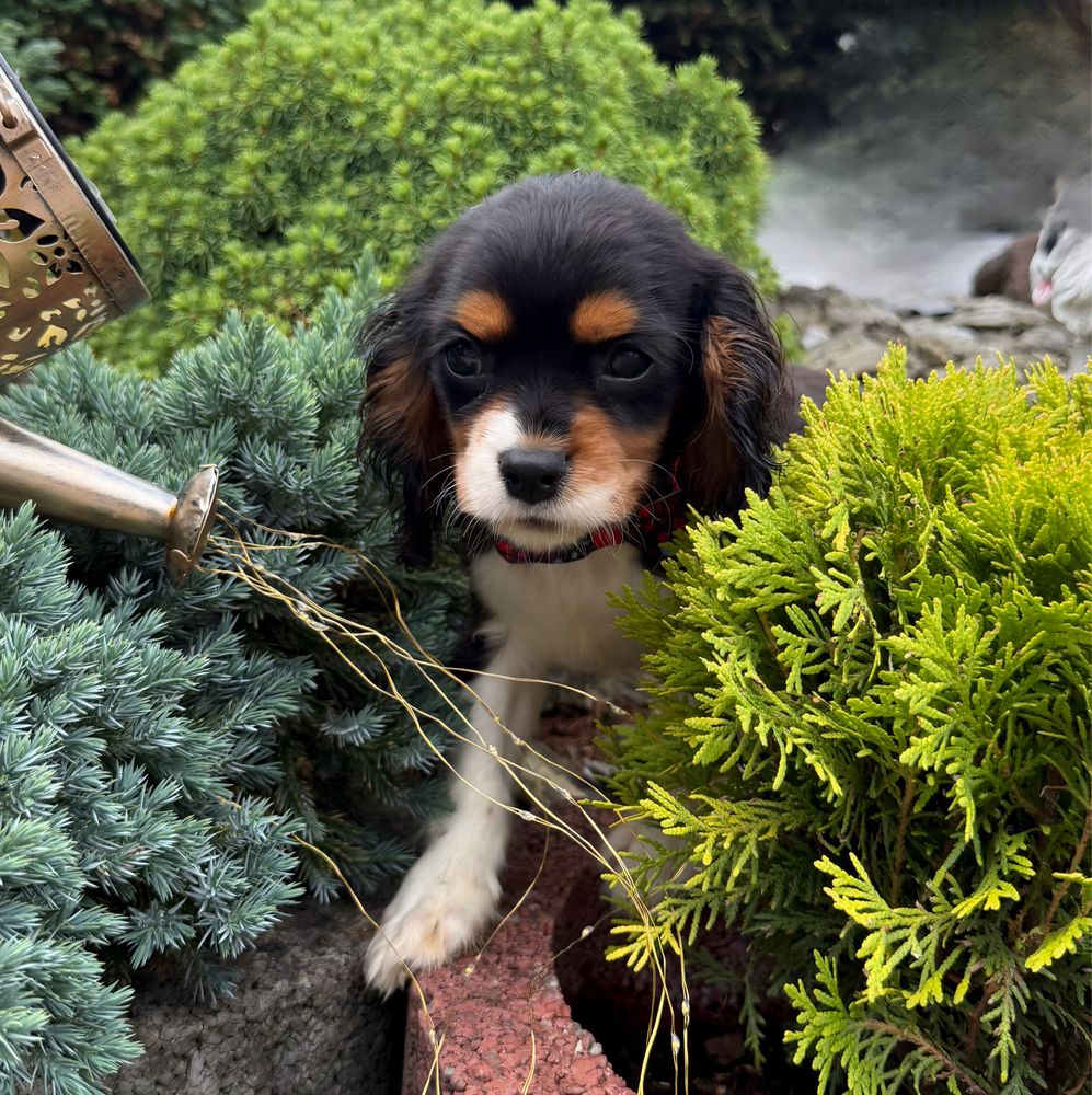 Piesek Cavalier King Charles Spaniel  TRICOLOR