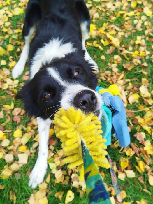 samiec border collie do adopcji