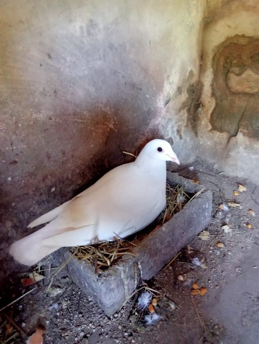 • Pombos Correios •