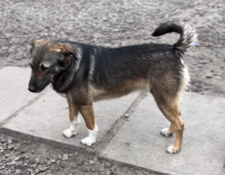 Добрая и стерилизованая Клава