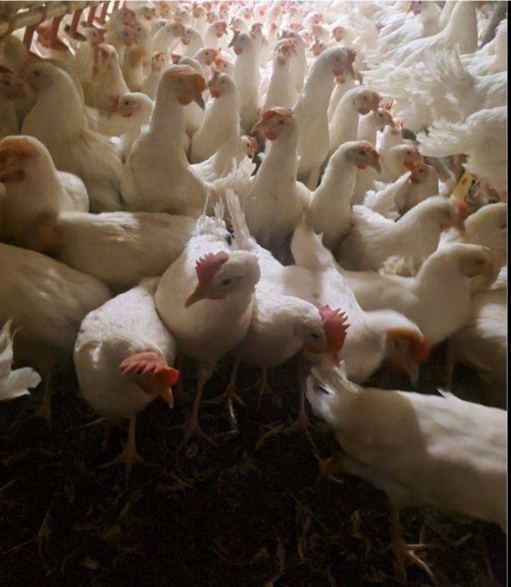 Kury Nioski Leghorn 23tyg Wysyłka
