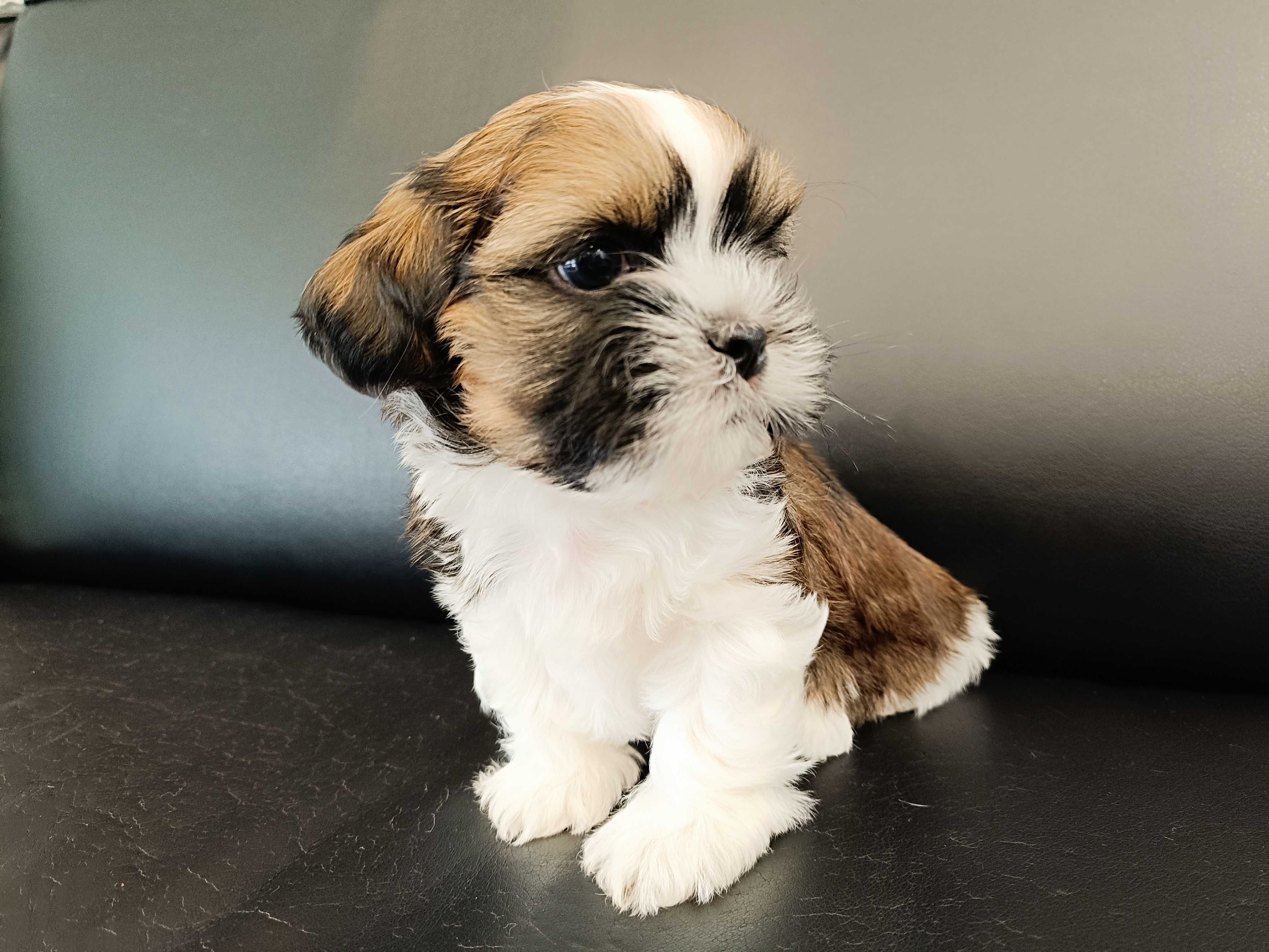 Piesek rasy SHIH TZU  z rodowodem