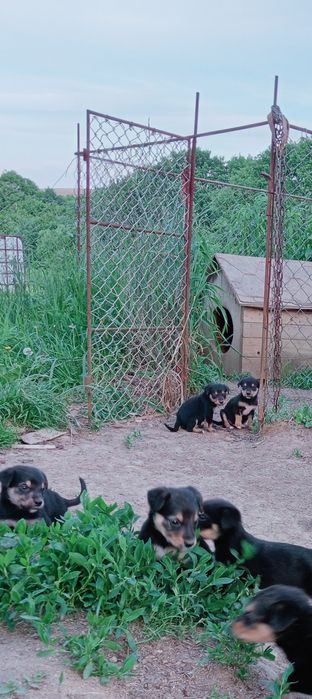 Віддам милих цуценяток у хороші руки.