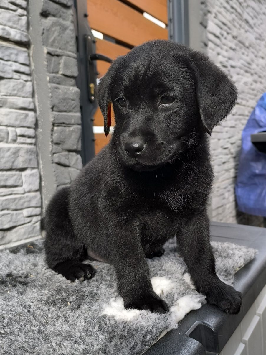 Labrador Retriever czarny Sid gotowy do odbioru