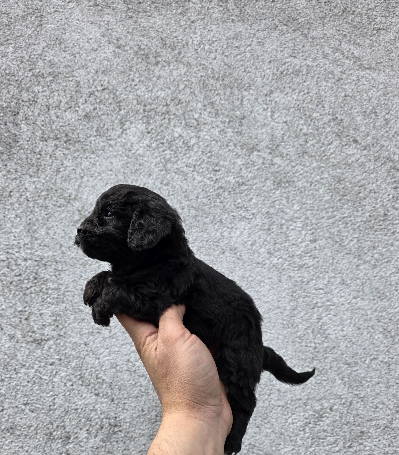 Cavapoo f1 suczka  czarna mini