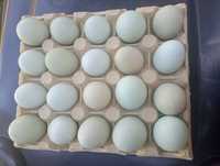 Jaja wiejskie jajka