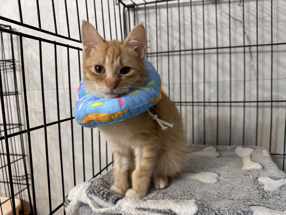 3 miesieczne kocięta do adopcji