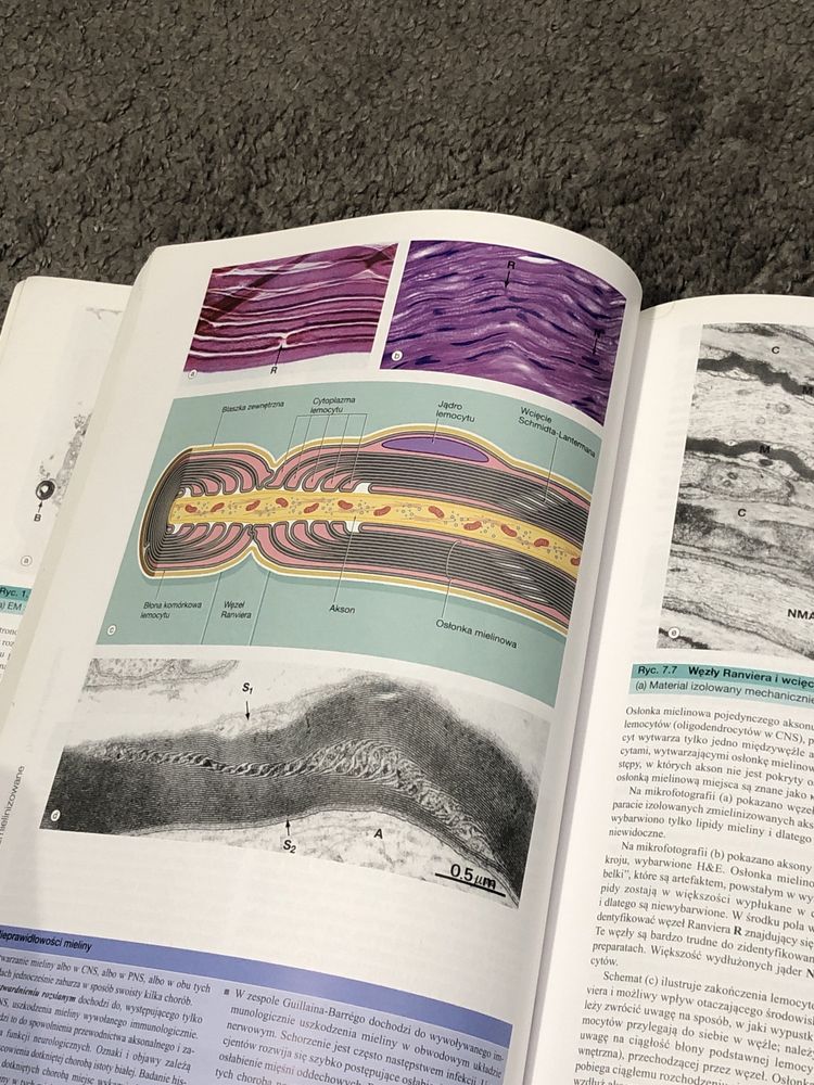 Wheather - Histologia Podręcznik i atlas