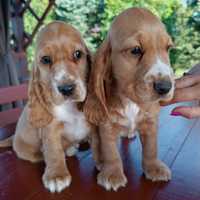 Piesek Cocker spaniel angielski.