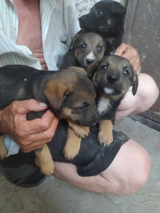 Вiддаемо чудових цуценят