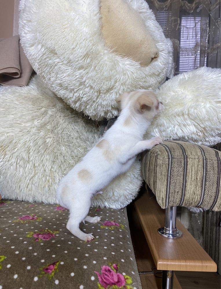 Ляльковий хлопчик. Чіхуахуа
