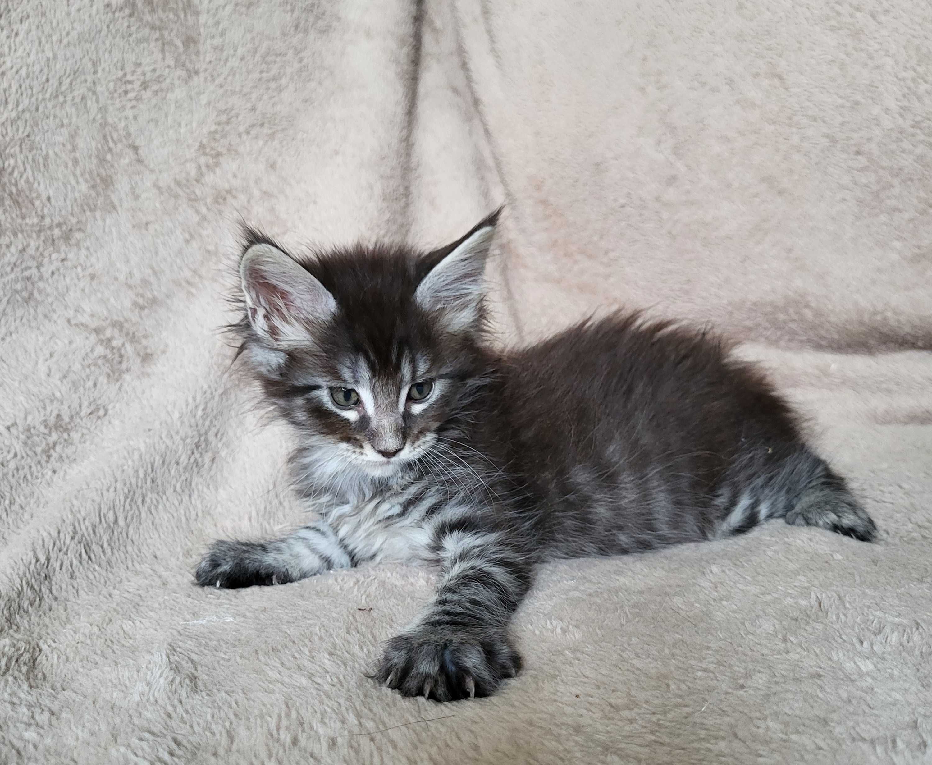 Chłopiec maine coon z rodowodem FPL