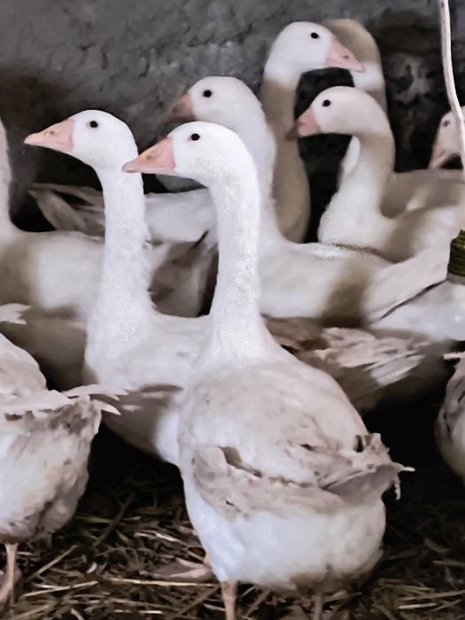 Sprzedam.  Gęsie ostatnie sztuki