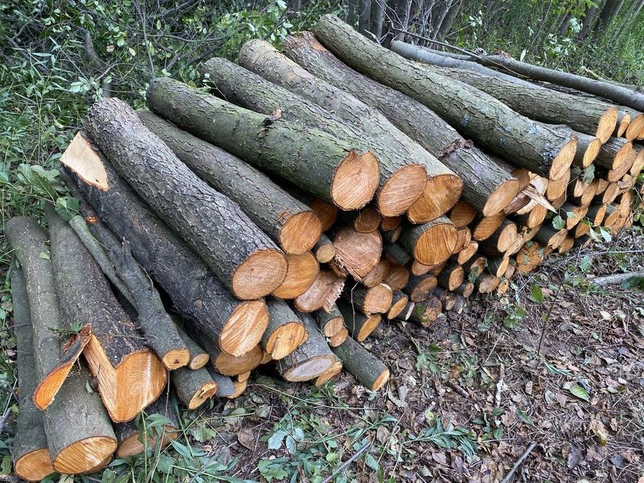 Brzoza , olcha , dab kazdy gatunek