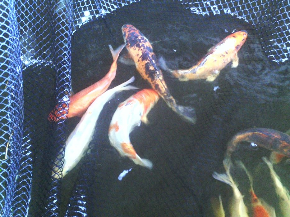 karpie koi, karasie kolorowe ozdobne i inne ryby