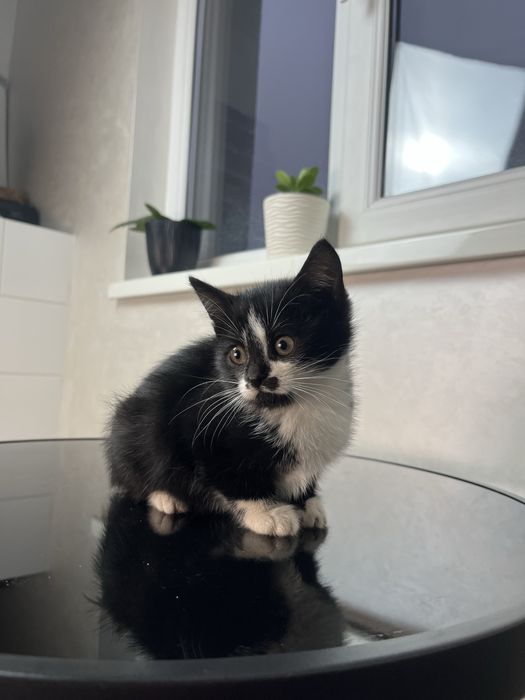 Кошеня в добрі руки безкоштовно